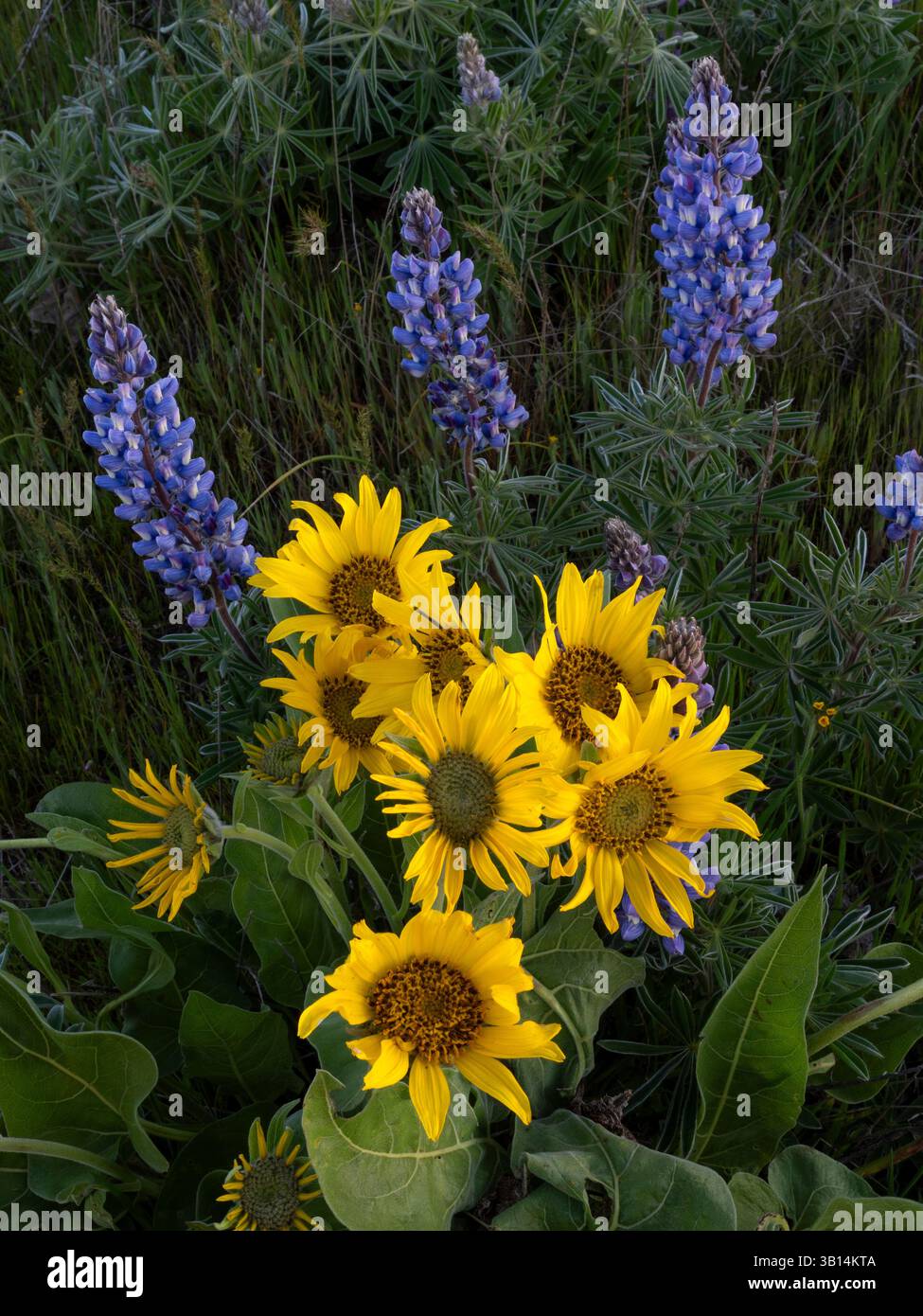 WA26520-00....WASHINGTON -Arrowleaf balsamroot, Balsamorhiza sagittata, e lupino, Lupinus albus, che fioriscono lungo Dalles Mountain Road a Columbia Hil Foto Stock