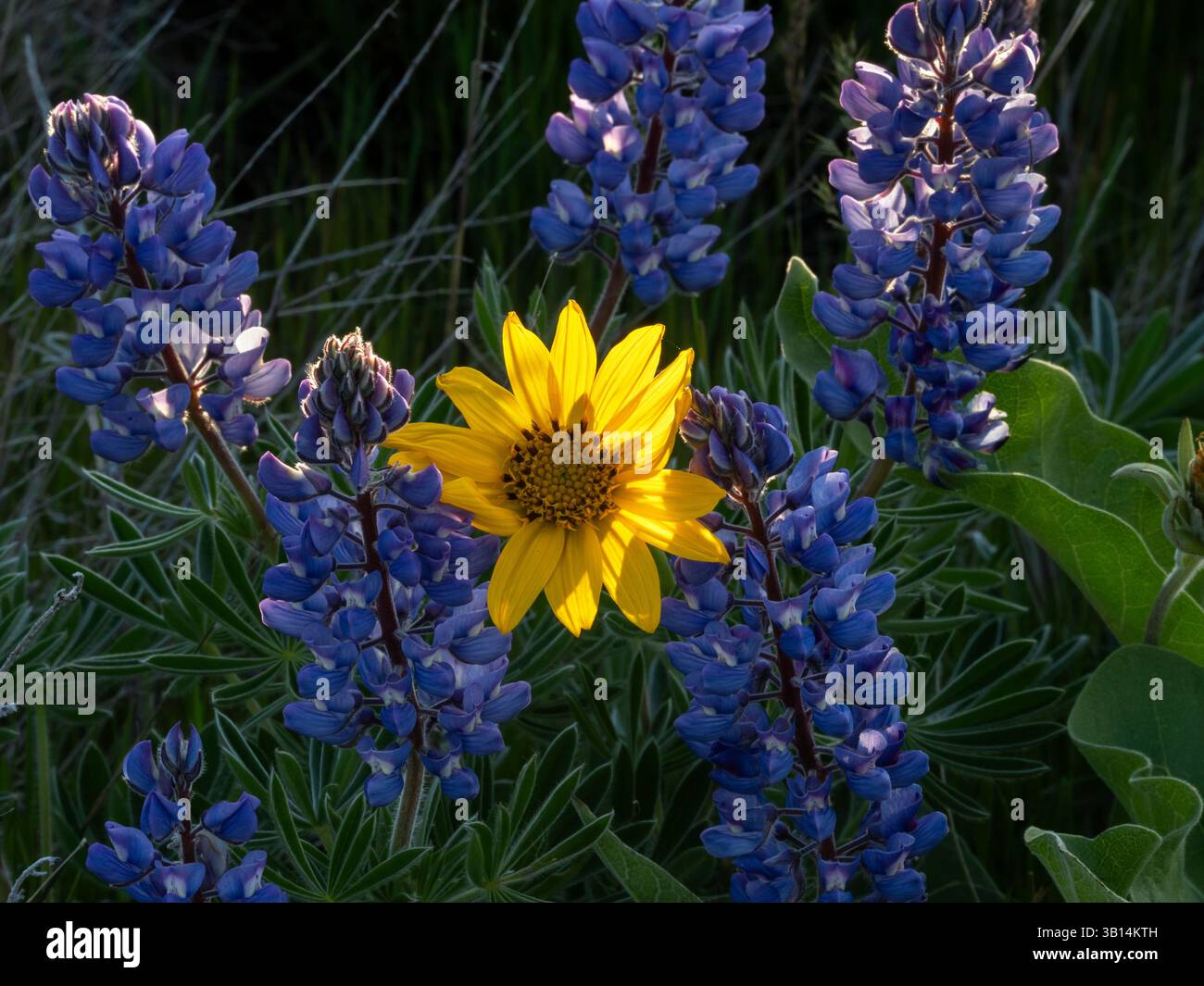 WA26521-00....WASHINGTON -Arrowleaf balsamroot, Balsamorhiza sagittata, e lupino, Lupinus albus, che fioriscono lungo Dalles Mountain Road a Columbia Hil Foto Stock