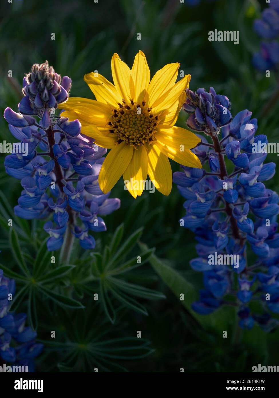 WA26523-00....WASHINGTON -Arrowleaf balsamroot, Balsamorhiza sagittata, e lupino, Lupinus albus, che fioriscono lungo Dalles Mountain Road a Columbia Hil Foto Stock