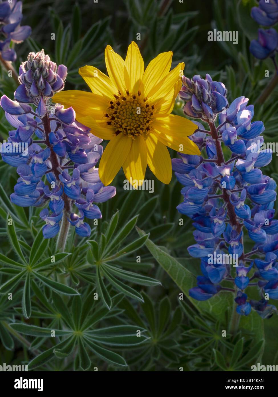 WA26525-00....WASHINGTON -Arrowleaf balsamroot, Balsamorhiza sagittata, e lupino, Lupinus albus, che fioriscono lungo Dalles Mountain Road a Columbia Hil Foto Stock