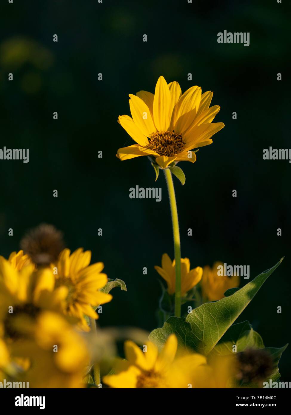 WA26526-00....WASHINGTON -Arrowleaf balsamroot, Balsamorhiza sagittata, fiorente lungo Dalles Mountain Road presso il Columbia Hills Historic State Park. Foto Stock