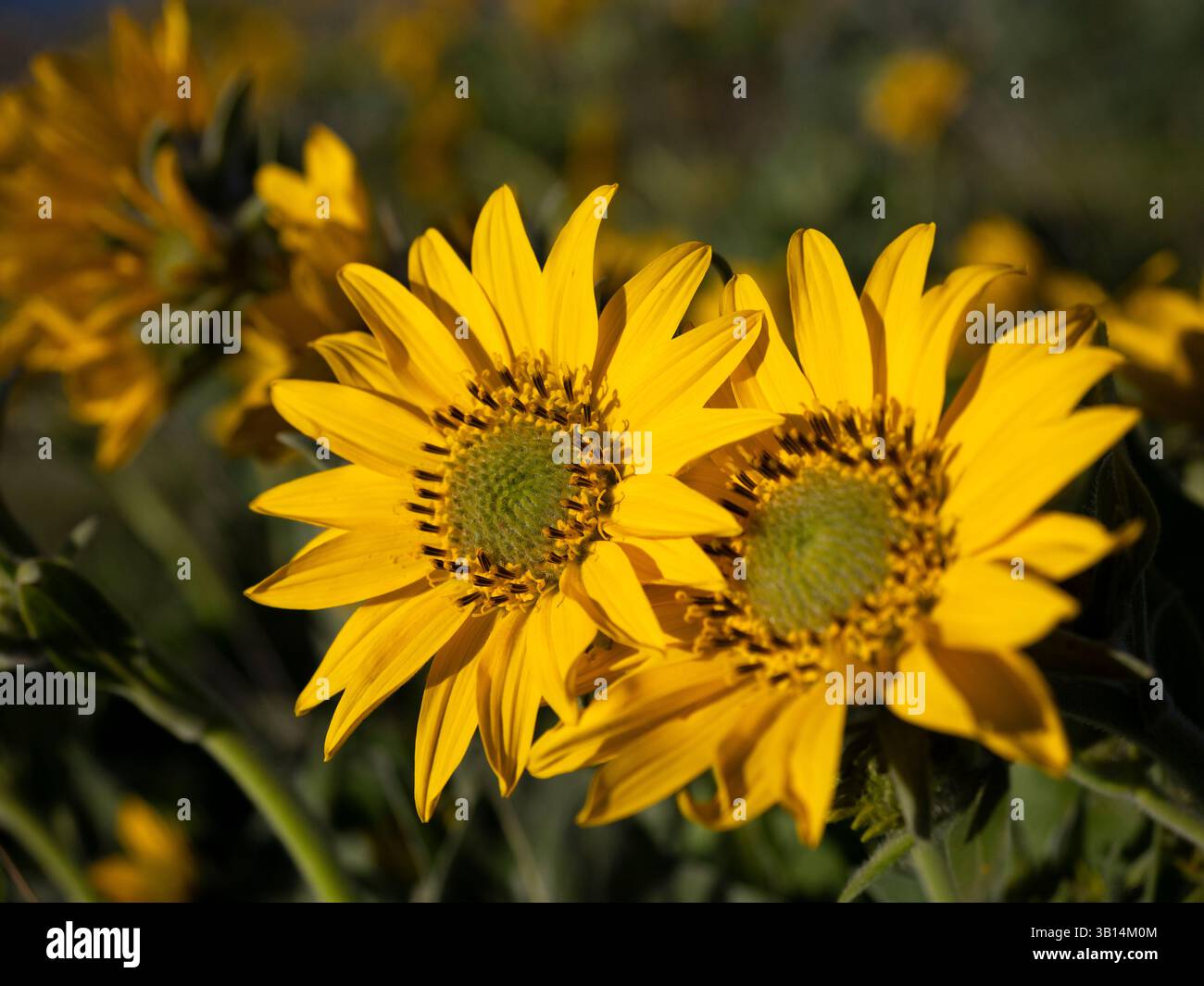WA26536-00....WASHINGTON -Arrowleaf balsamroot, Balsamorhiza sagittata, fiorisce lungo Dalles Mountain Road presso il Columbia Hills Historic State Park. Foto Stock
