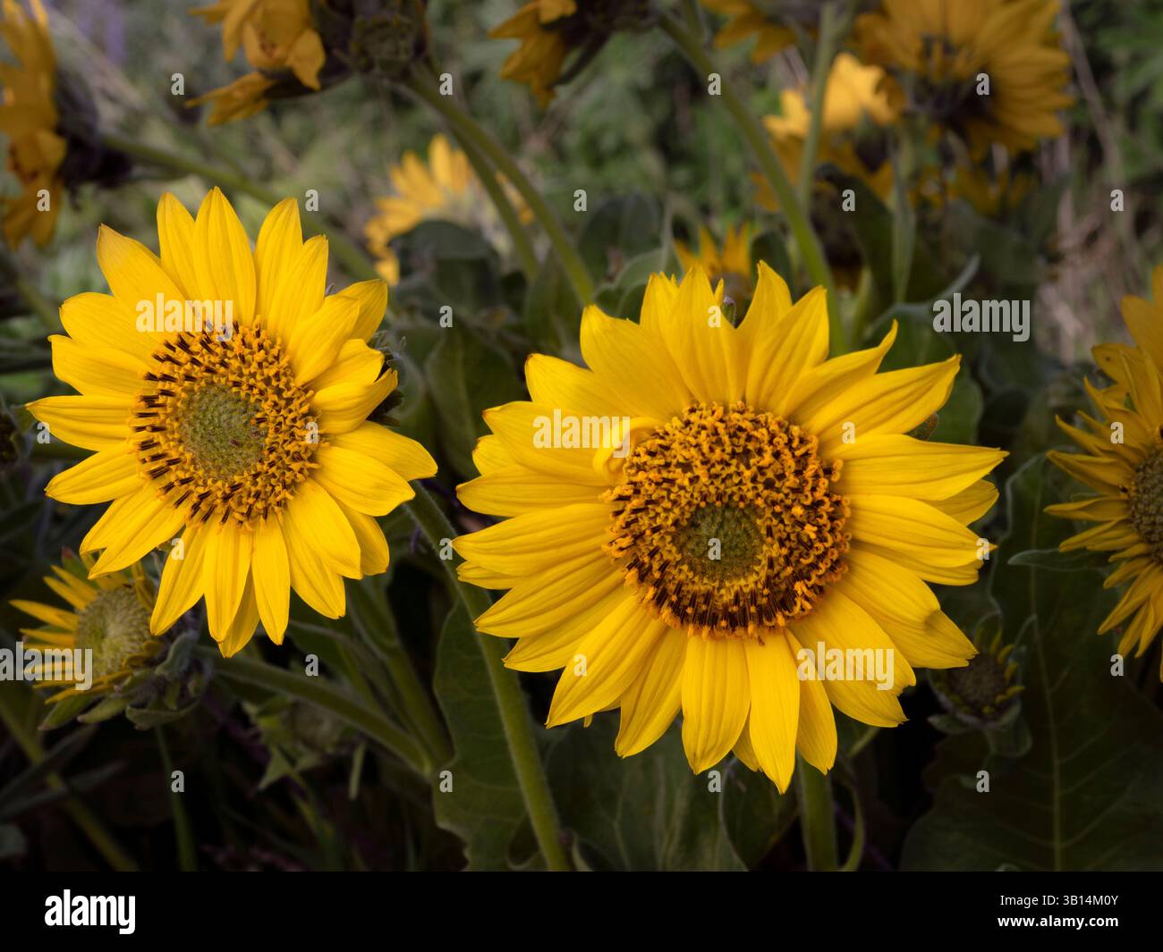 WA26538-00....WASHINGTON -Arrowleaf balsamroot, Balsamorhiza sagittata, fiorente lungo Dalles Mountain Road presso il Columbia Hills Historic State Park. Foto Stock