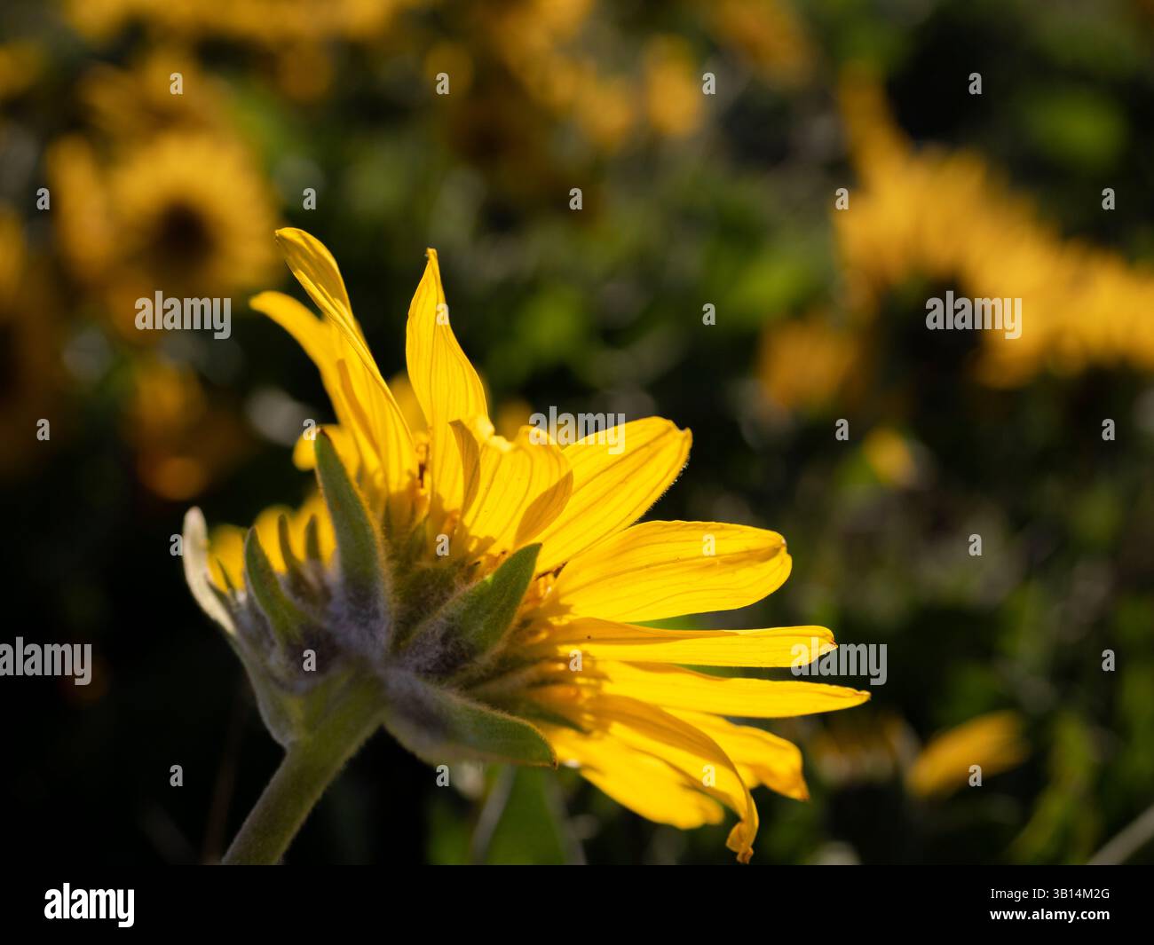 WA26540-00....WASHINGTON -Arrowleaf balsamroot, Balsamorhiza sagittata, fiorente lungo Dalles Mountain Road presso il Columbia Hills Historic State Park. Foto Stock