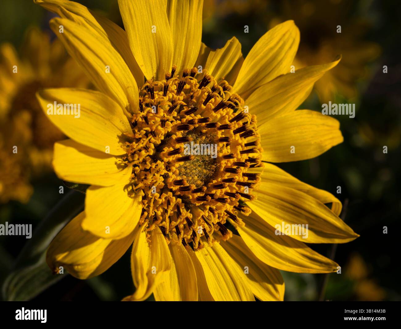 WA26542-00....WASHINGTON -Arrowleaf balsamroot, Balsamorhiza sagittata, fiorisce lungo Dalles Mountain Road presso il Columbia Hills Historic State Park. Foto Stock