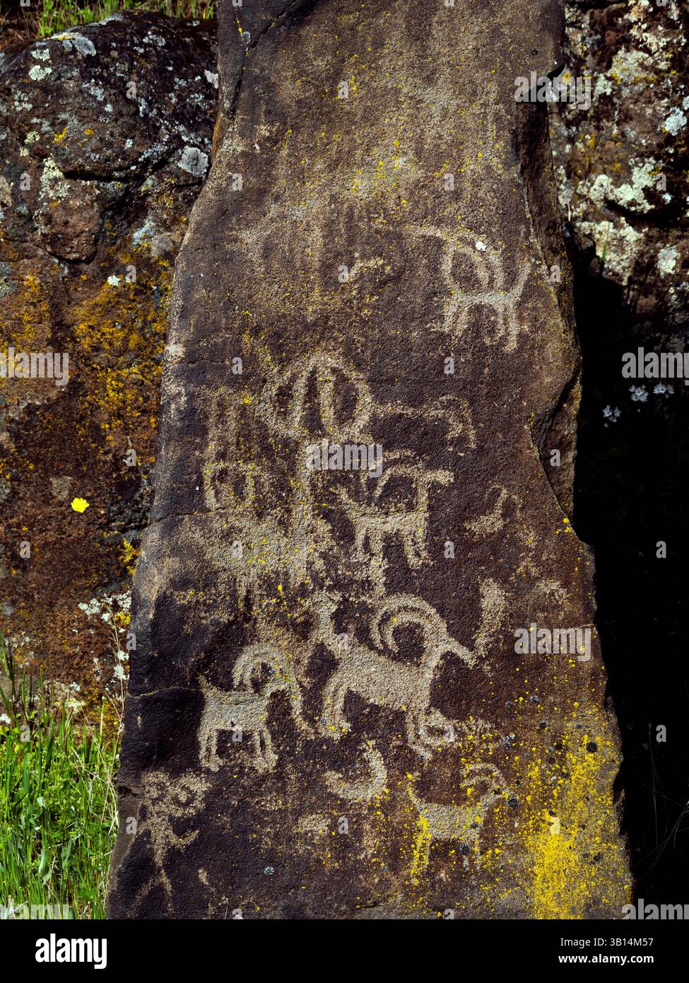 WA26544-00....WASHINGTON - petroglifi lungo il Temani Pesh-wa Trail, Petroglyphs Trail, nel Horsetheif Lake State Park. Spostati dalla loro posizione originale Foto Stock