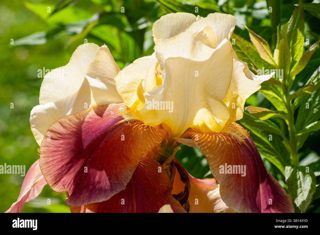 Ammasso di Iris germanica 'Supremo Sultano' in un giardino, suggestivi fiori bicolori con petali verticali dorati e vellutate cascate rosso-marrone. Foto Stock