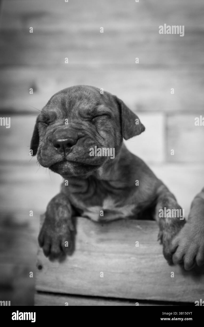 simpatico cucciolo di pitbull in un cestino Foto Stock