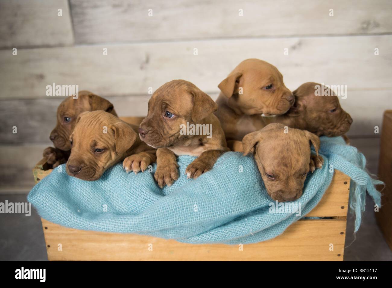 cassa piena di cuccioli di pitbull Foto Stock