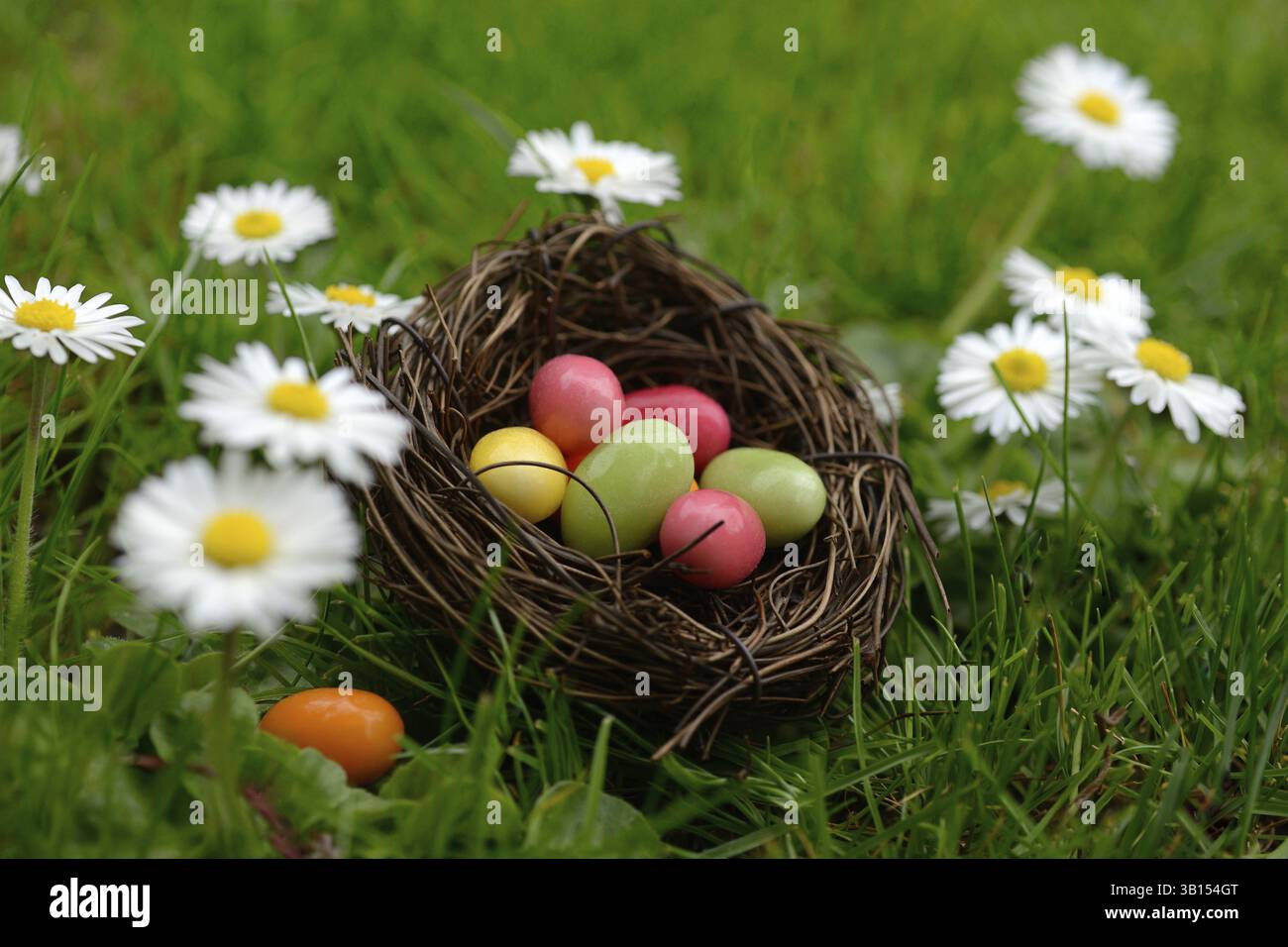 Uova di zucchero in un nido di Pasqua nel prato con margherite Foto Stock