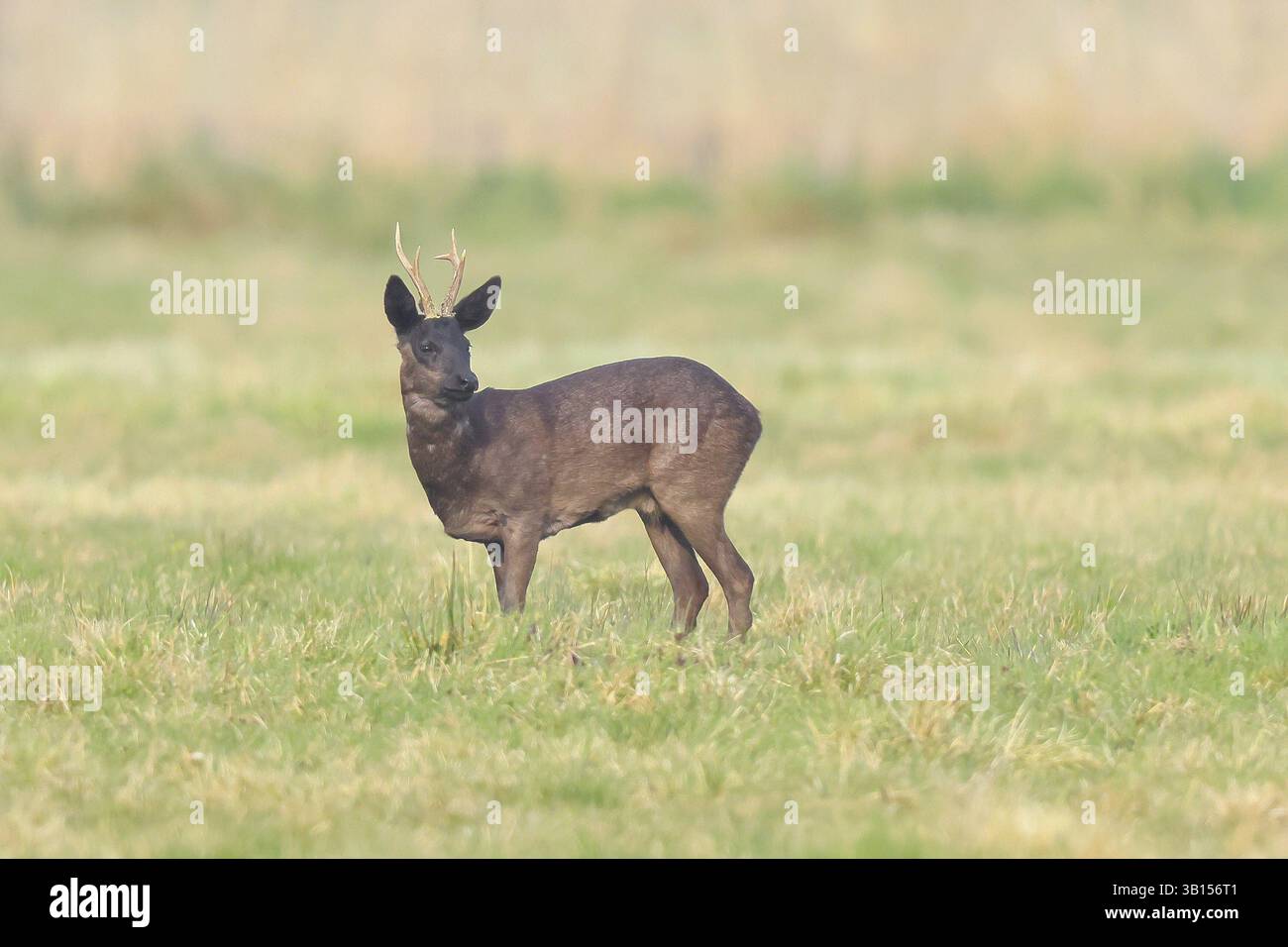 Roebuck (Capreolus capreolus), capriolo nero, foraggio maschile in un prato, vecchio animale, fauna selvatica, variante di colore nero, Ochsenmoor, Duemmer vede natura p Foto Stock