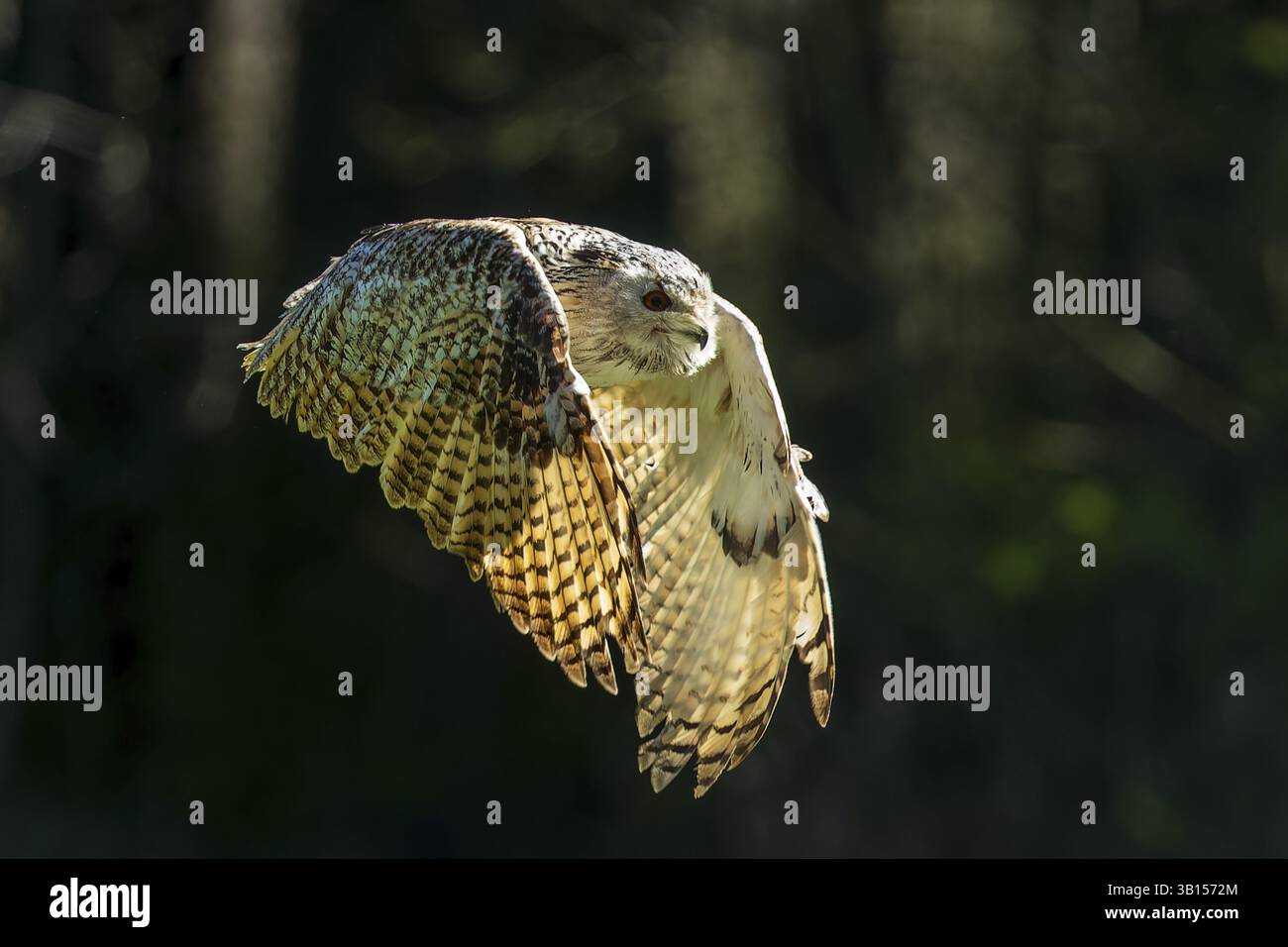 Un gufo vola attraverso una foresta ombreggiata con ali allungate, il gufo dell'aquila siberiana (Bubo bubosibiricus), Germania, Europa Foto Stock