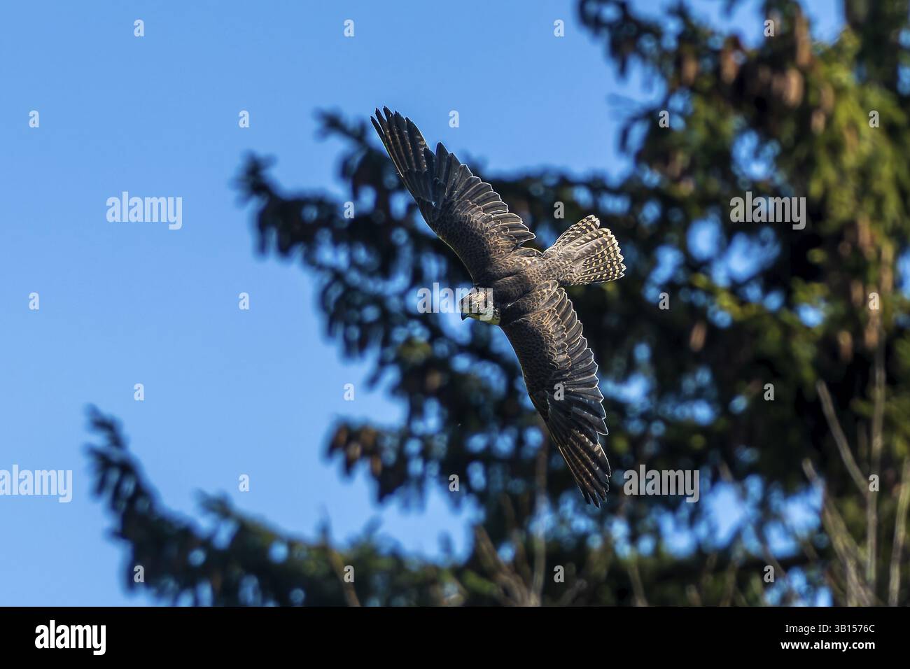 Un falco in volo sullo sfondo di alberi, falco Saker, (Falco cherrug), Germania, Europa Foto Stock