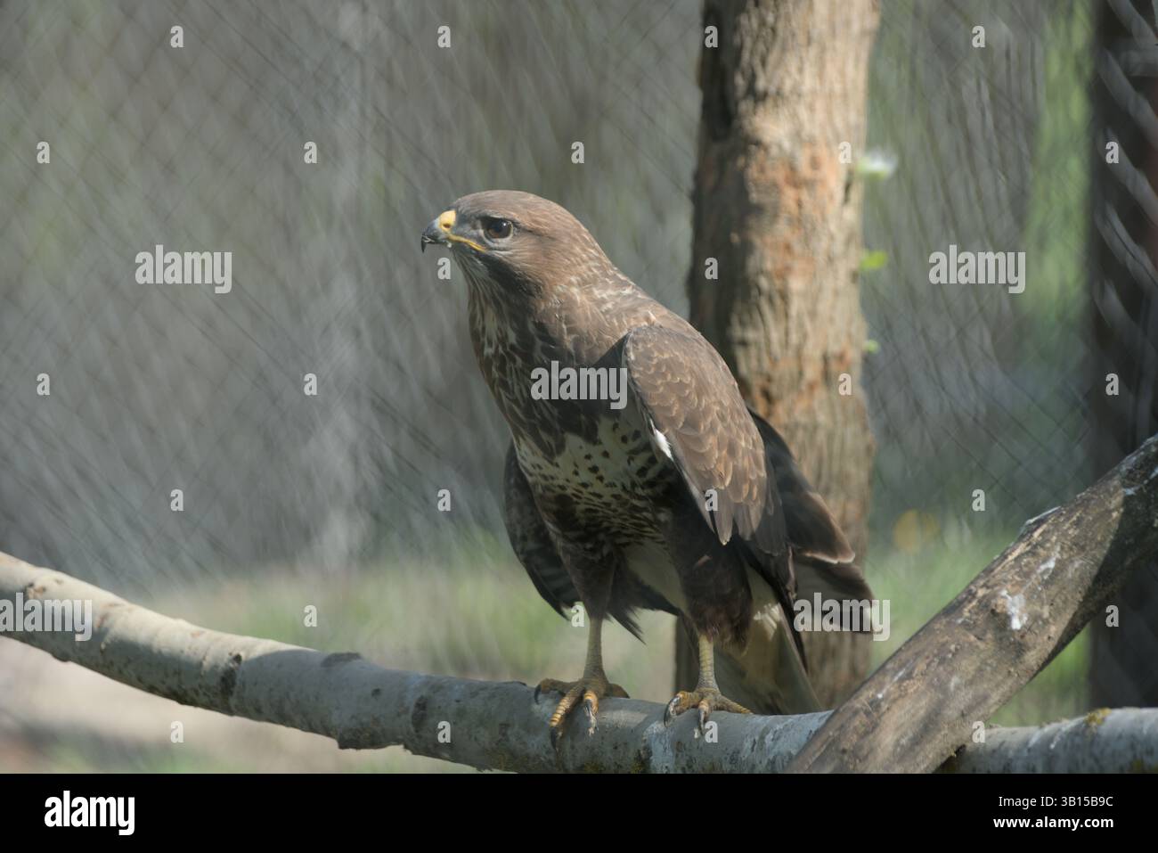 Non si possono gettare le catene di prigionia. Buteo tenuto in prigionia. Hawk Hawk, cosa stai facendo? Foto Stock