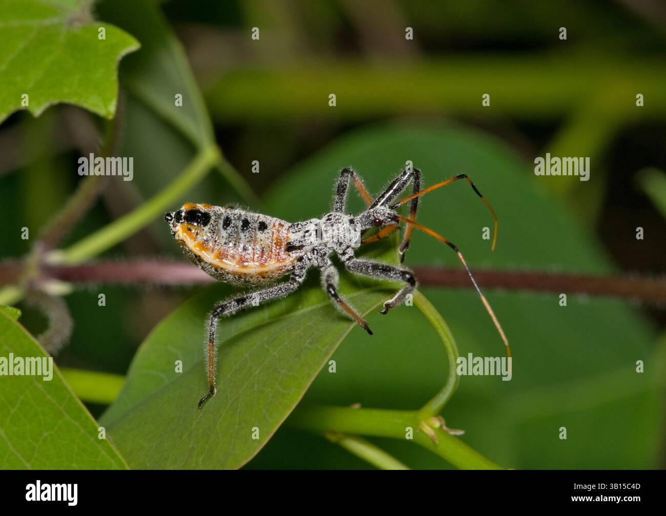 North American Wheel bug nymph Arilus cristatus insetto Nature Springtime Leaf Pest control. Foto Stock