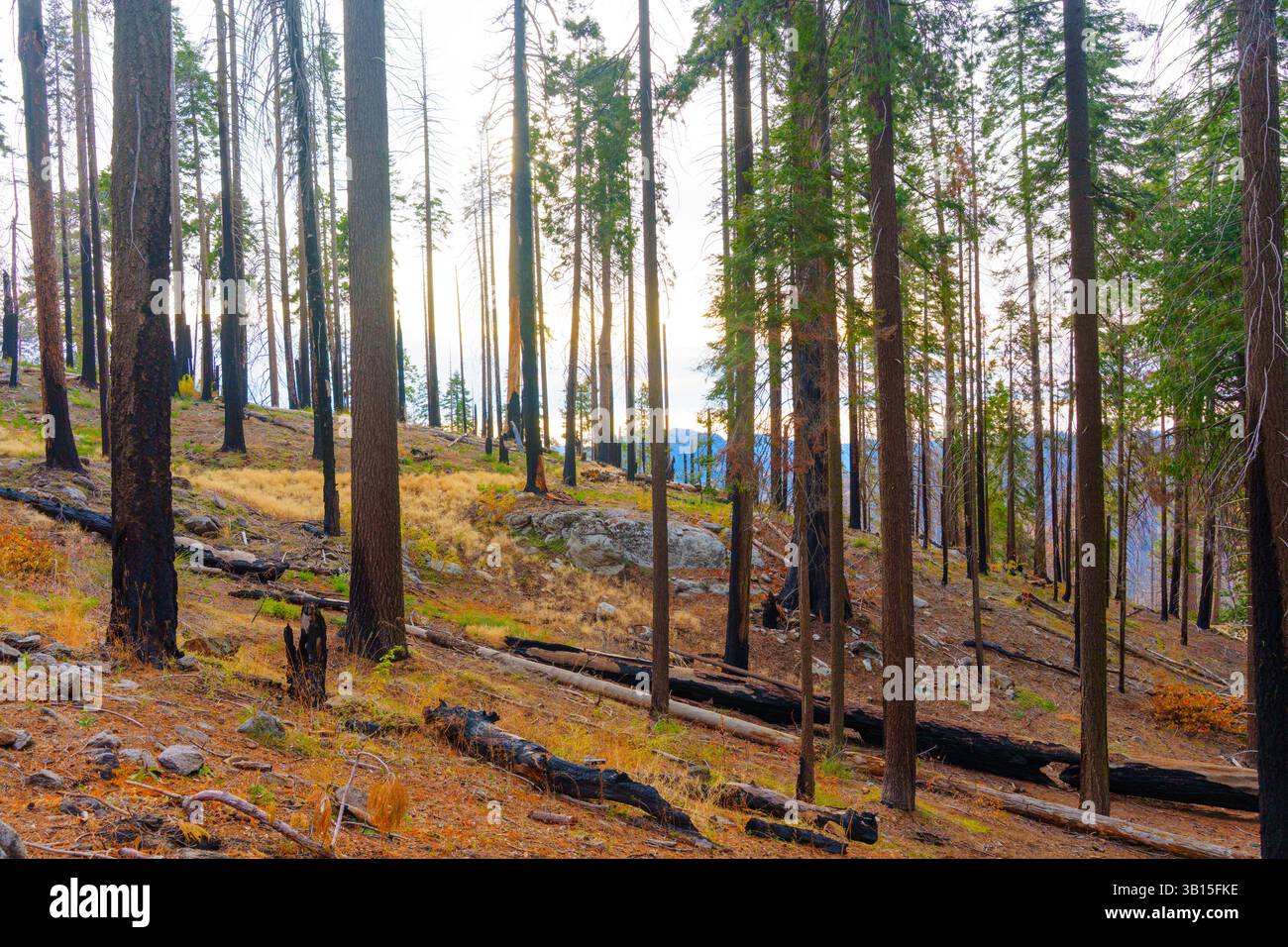 Vista grandangolare dei tronchi di alberi carbonizzati nel paesaggio recuperato del Sequoia National Park, illuminato dalla luce soffusa del tramonto, che mostra resilienza Foto Stock