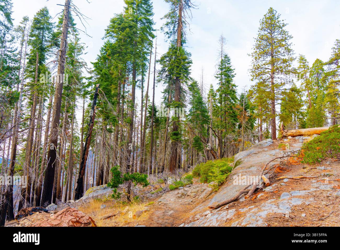 Dopo gli incendi nel Sequoia National Park, che mostrano un mix di alberi bruciati e nuova vegetazione in un ecosistema in ripresa. Foto Stock