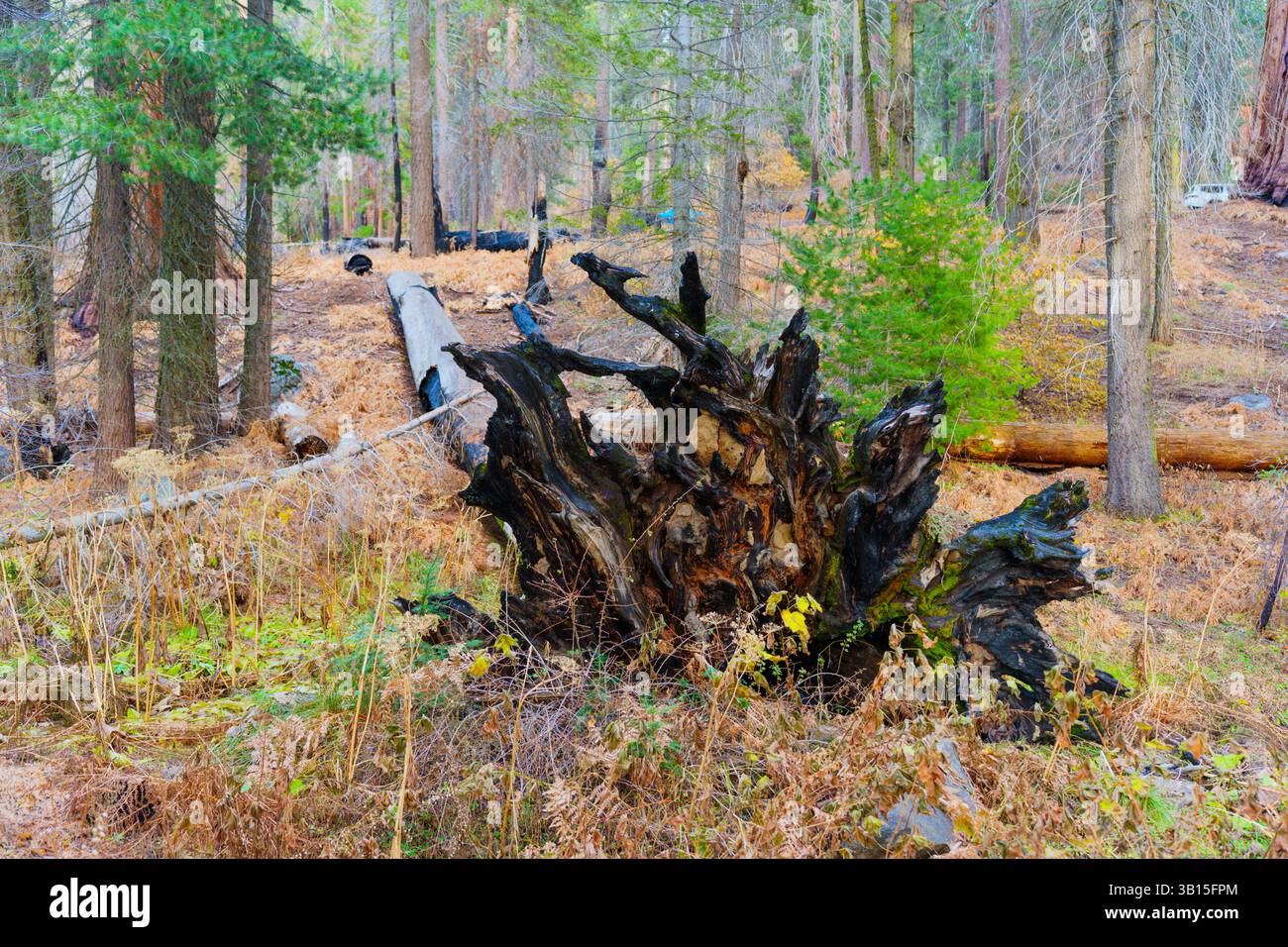 Le conseguenze di un incendio selvatico sono rappresentate attraverso radici di alberi carbonizzati nel Parco Nazionale delle sequoie, mostrando la resilienza della natura in mezzo alla foresta in recupero Foto Stock