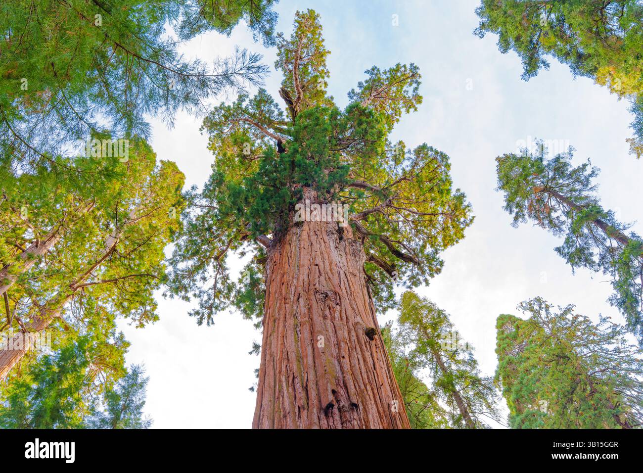 Sequoia National Park, California - 30 novembre 2024: L'imponente albero del generale Sherman, una sequoia gigante, viene catturato da un angolo basso, mostrando il suo ma Foto Stock