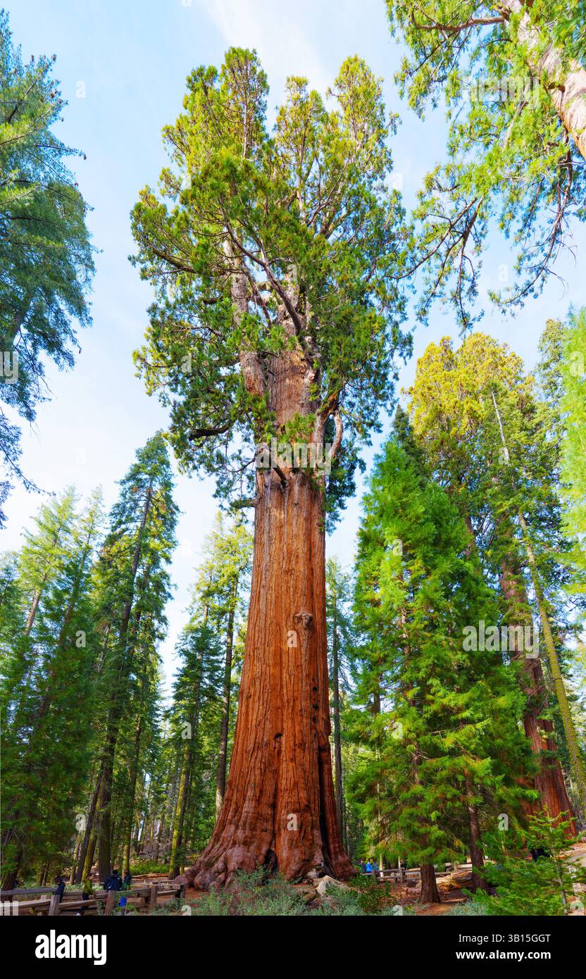 Sequoia National Park, California - 30 novembre 2024: L'albero General Sherman si erge alto nella foresta gigante del Sequoia National Park, mostrando i suoi immensità Foto Stock