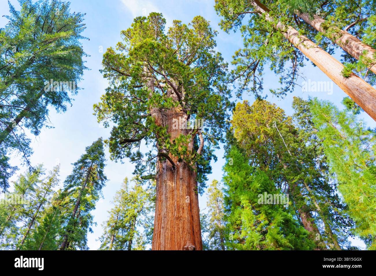 Sequoia National Park, California - 30 novembre 2024: Il General Sherman Tree, una sequoia gigante torreggiante, si erge alto in una vibrante foresta di Sequoia N. Foto Stock