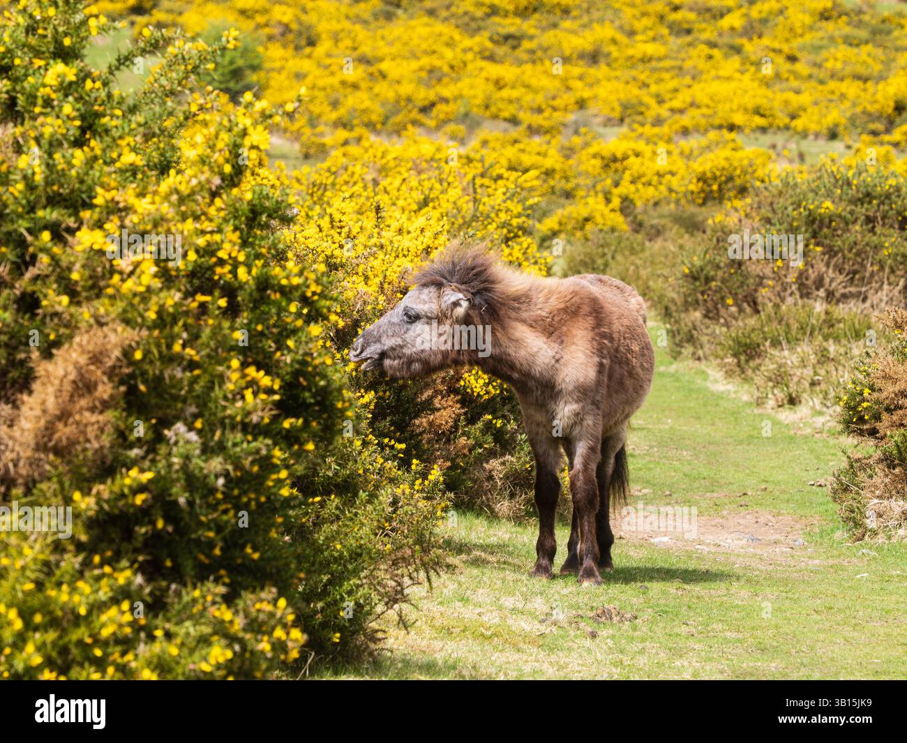Pony di Dartmoor che si schiude sugli abbondanti fiori gialli di gorse, Ulex europaeus, su Roboroough Down, Devon, Regno Unito Foto Stock