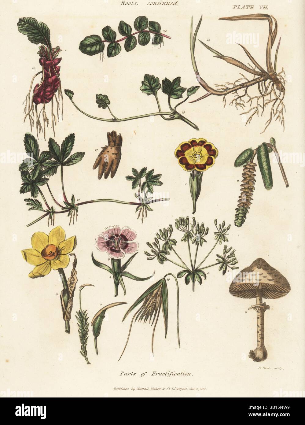 Radici e parti di fruttificazione di piante e funghi. Radici di primula 16, orchis 17, erba del divano 18, bulbo di erba del pilewort 19, fiore di cuculo 20 e cinquefoil strisciante 21. Tazza per fiori 1, catkin 2, narcidio 3, calix auctus 4,5, calibro universale 6, calibro parziale 7, muschio 8, fungo 9 ed erba 10. Incisione in rame colorato a mano di The Universal Herbal, or Botanical, Medical and Agricultural Dictionary di Thomas Green, Caxton, Londra, 1824. Foto Stock