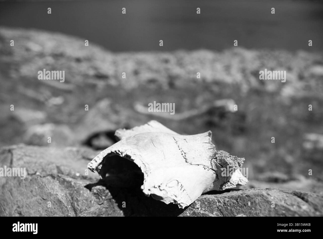 Primo piano di un osso animale su un terreno roccioso, che rappresenta il degrado naturale e il tempo Foto Stock