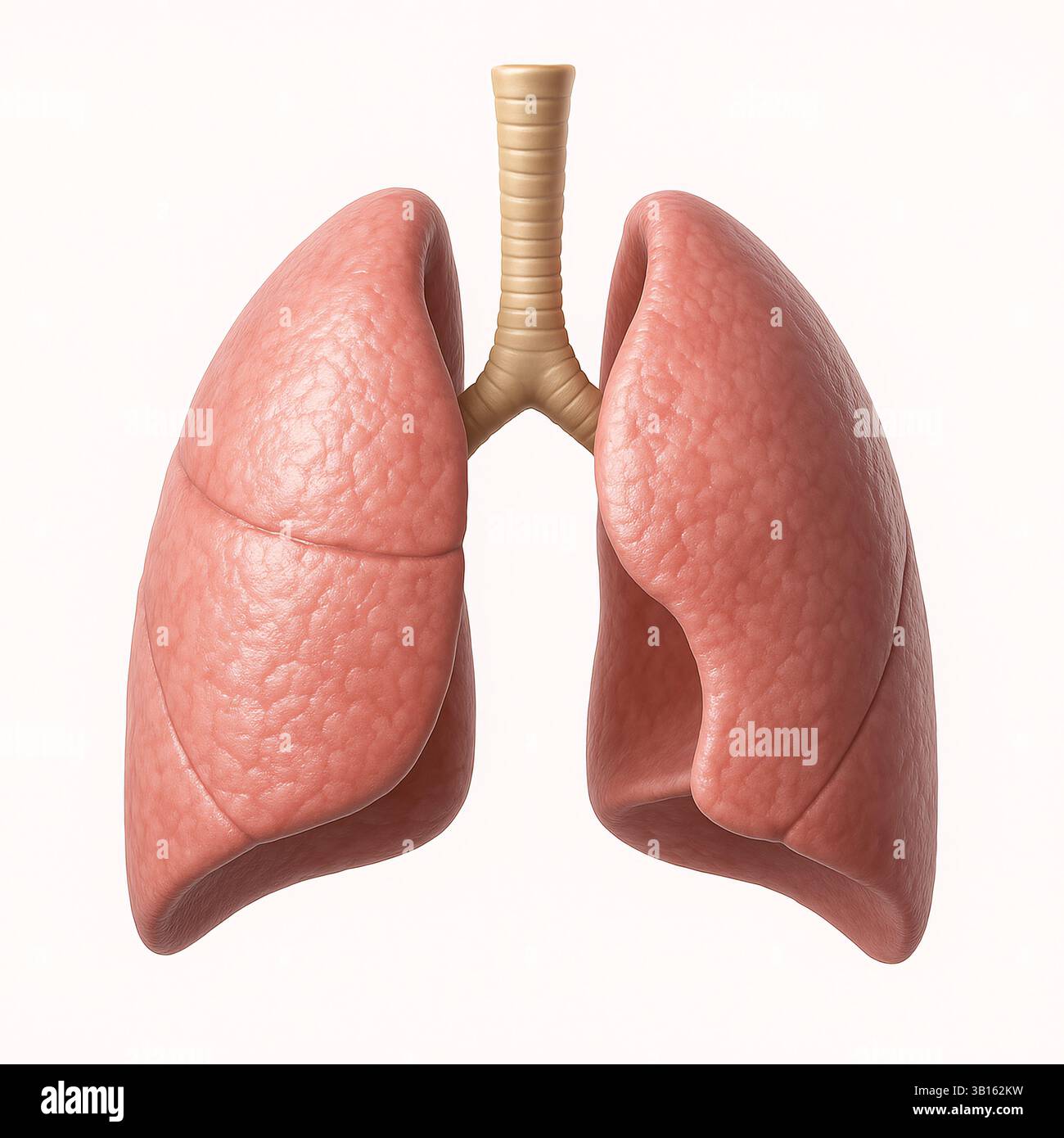 Anatomia dettagliata dei polmoni: Un'illustrazione fotorealistica precisa dei polmoni umani, che evidenzia le strutture complesse essenziali per la respirazione. Foto Stock