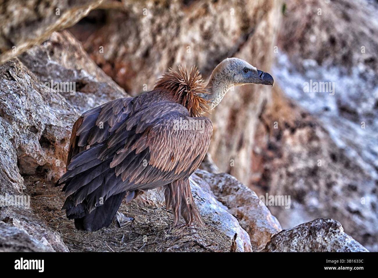Eurasian grifone (Gyps fulvus) Foto Stock