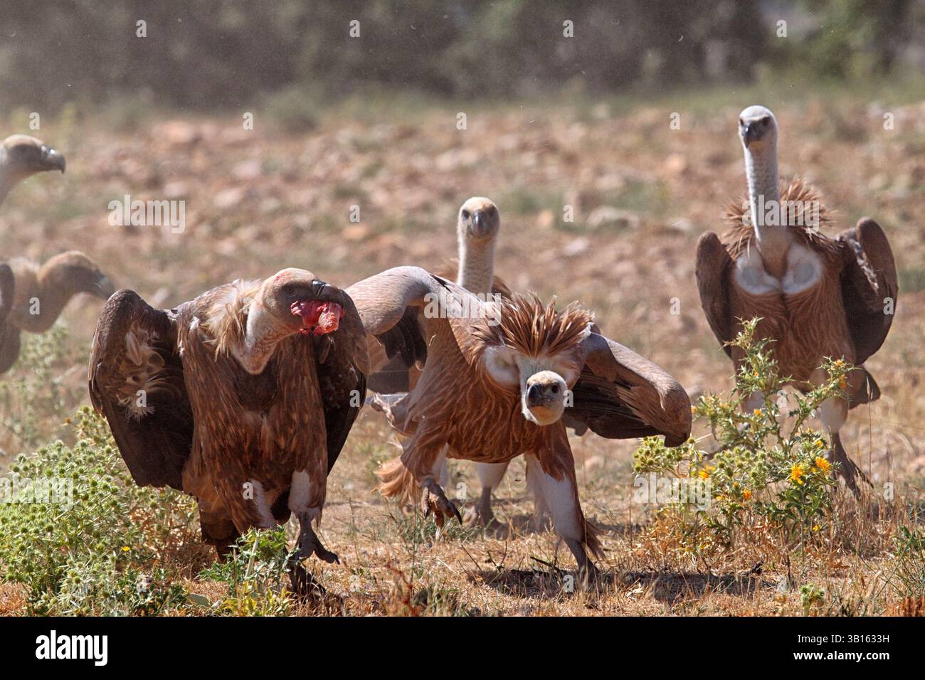 Eurasian grifone (Gyps fulvus) Foto Stock