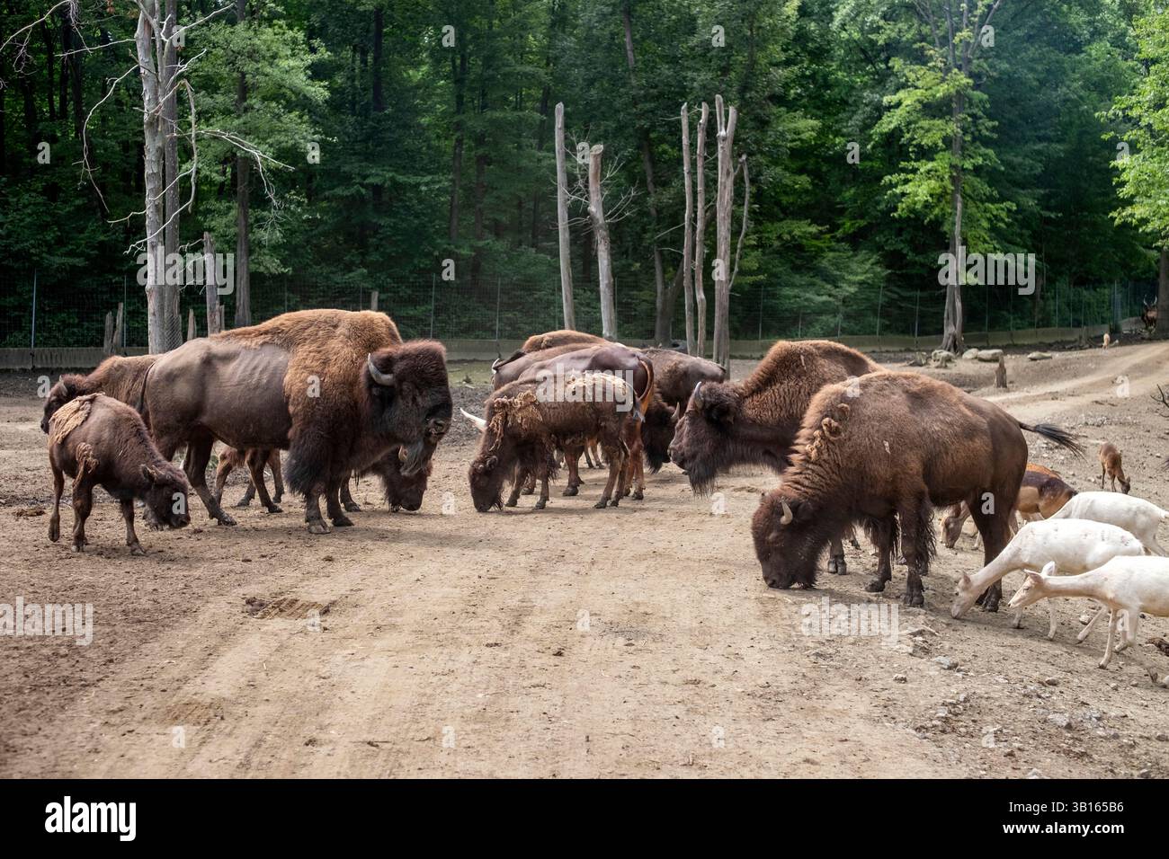 Un branco di bisonti americani in cattività Foto Stock