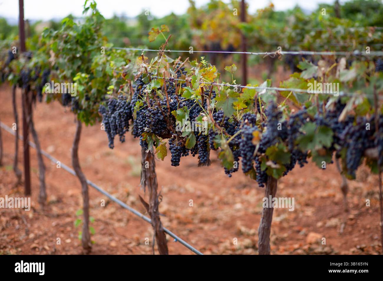 I grappoli di uva pendono da un traliccio in un vigneto Foto Stock