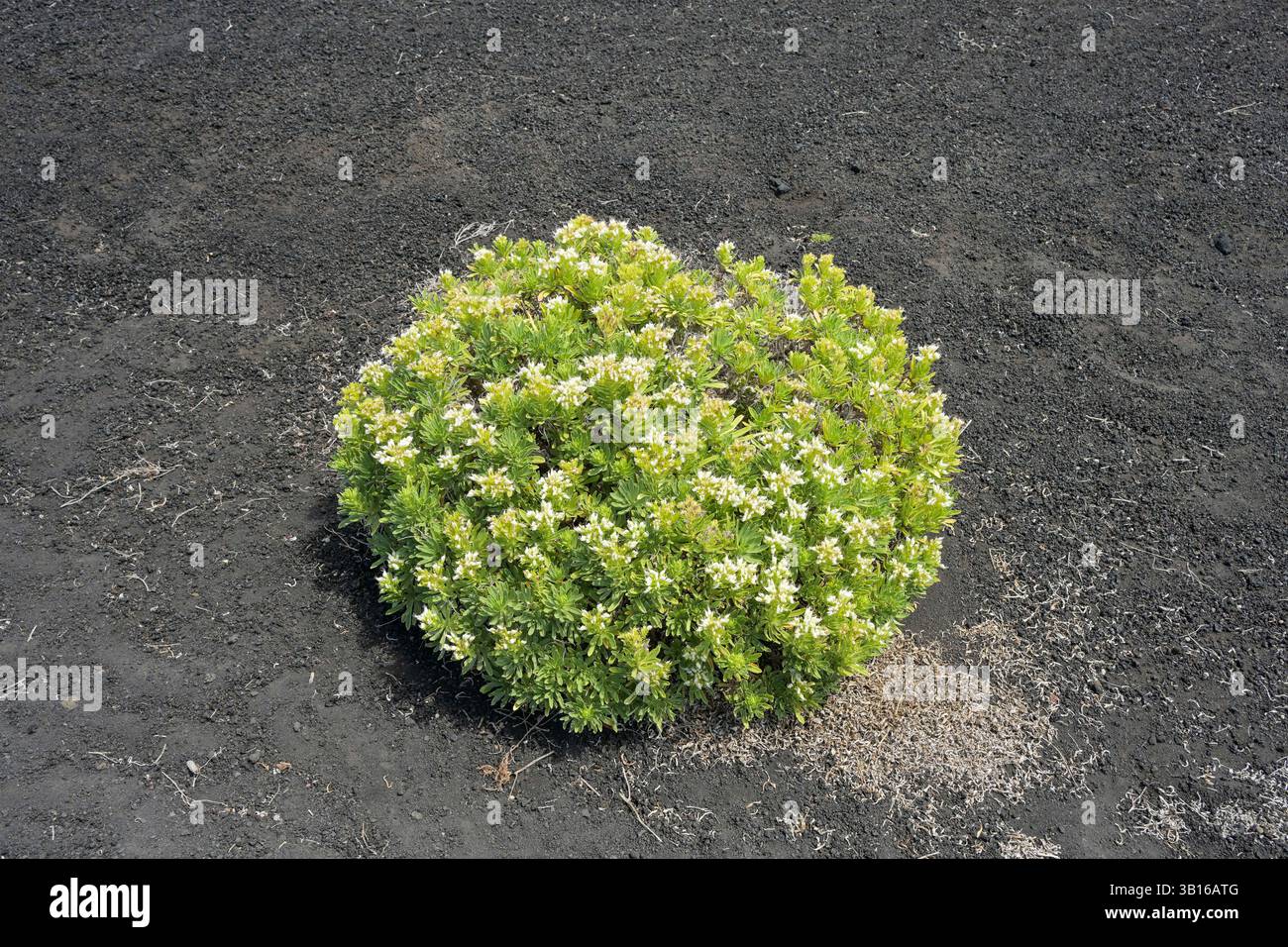 Blüte Natternkopf Echium brevirame im Lavafeld, Vulkan Teneguia, Fuencaliente, la Palma, Spanien Foto Stock