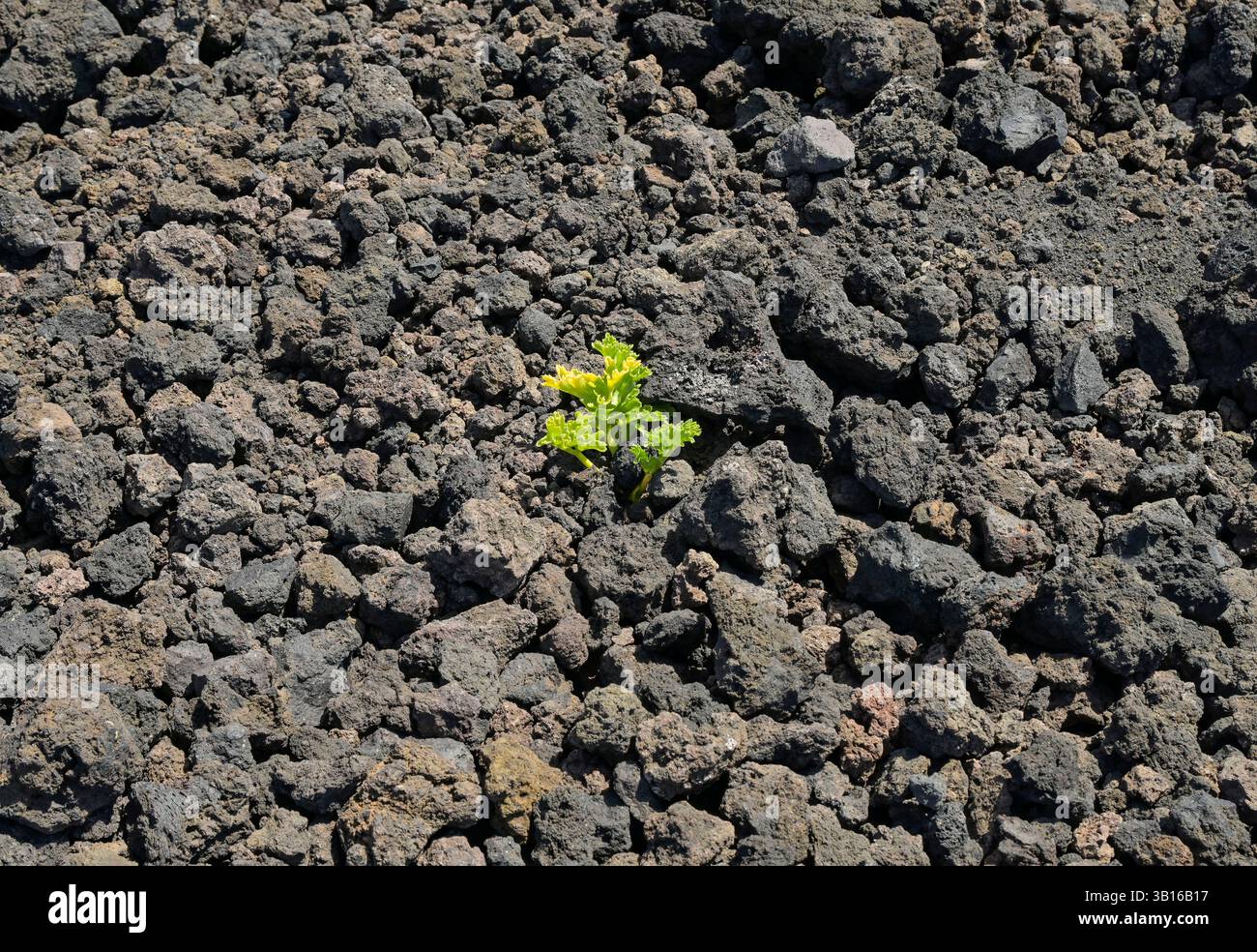 Einsame Pflanze kämpft sich hoch im Lavafeld, Vulkan Teneguia, Fuencaliente, la Palma, Spanien Foto Stock