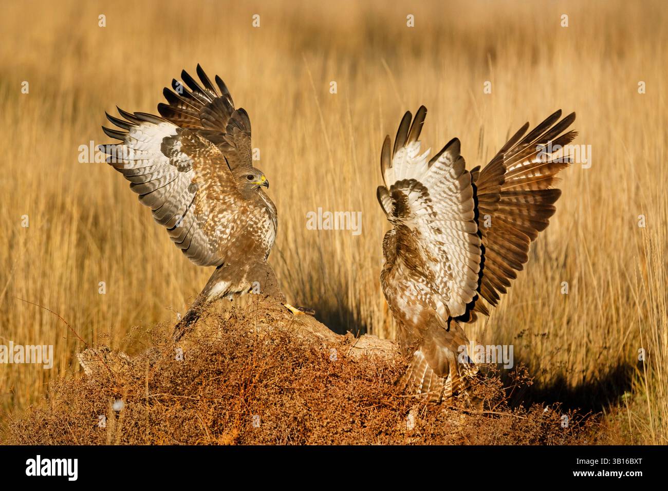 Buzzard eurasiatico (Buteo buteo), due rondini combattono per il cibo nella terra di riposo, Spagna, Castilla-la Mancha, Villacanas Foto Stock