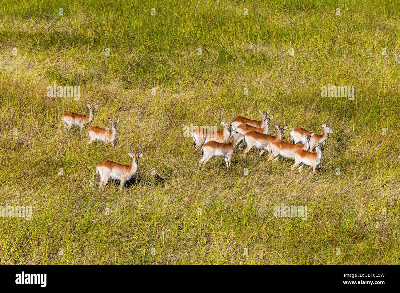 Lechwe (Kobus leche), vista aerea di un dollaro e del suo harem di lechwe rosso, Botswana, Delta dell'Okavango Foto Stock