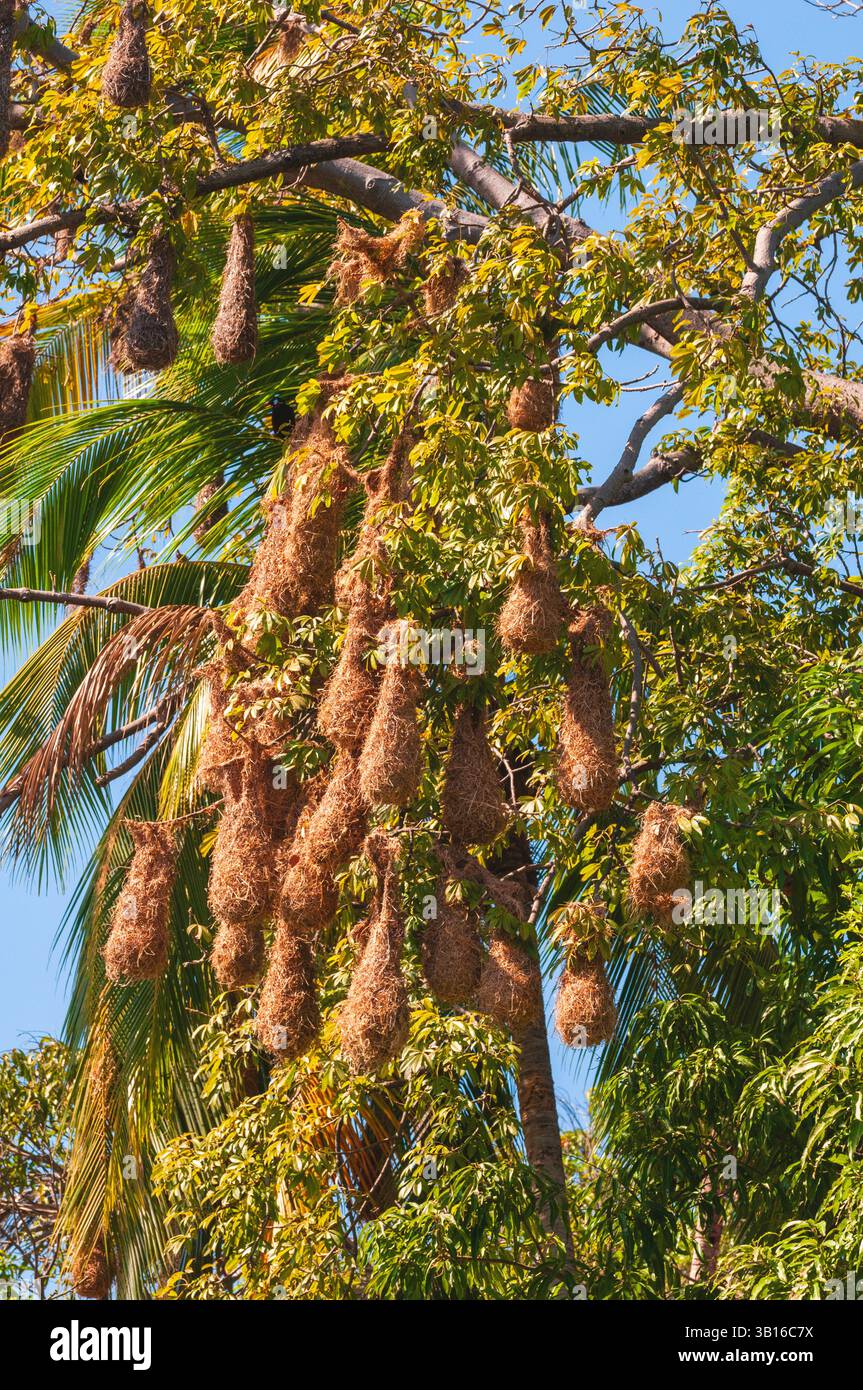 Oropendola (Psarocolius spec.), un sacco di lunghi nidi di cesti intrecciati appesi ad un albero, Nicaragua, Lago Nicaragua Foto Stock