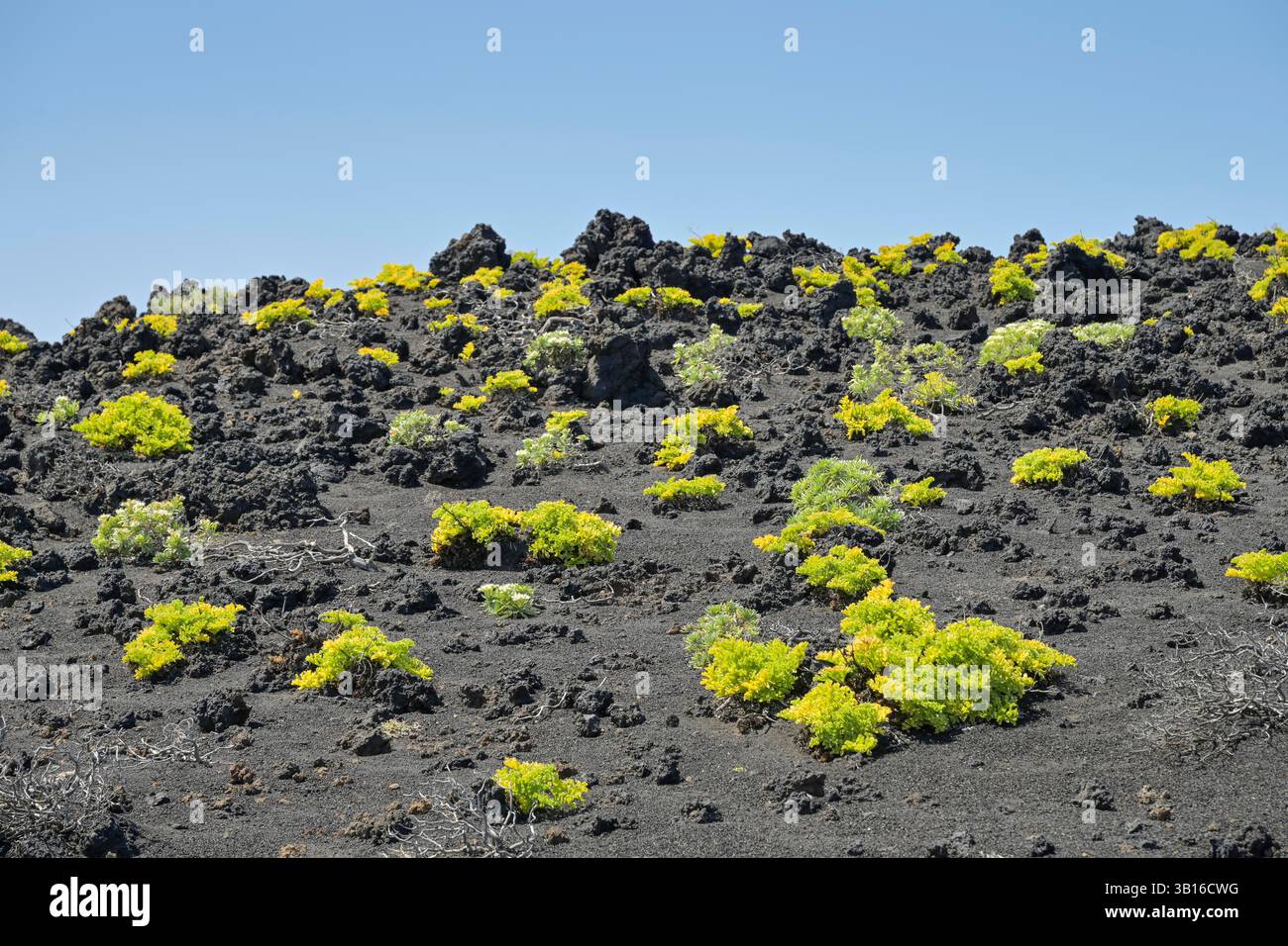 Pflanze im Lavafeld, Vulkan Teneguia, Fuencaliente, la Palma, Spanien Foto Stock