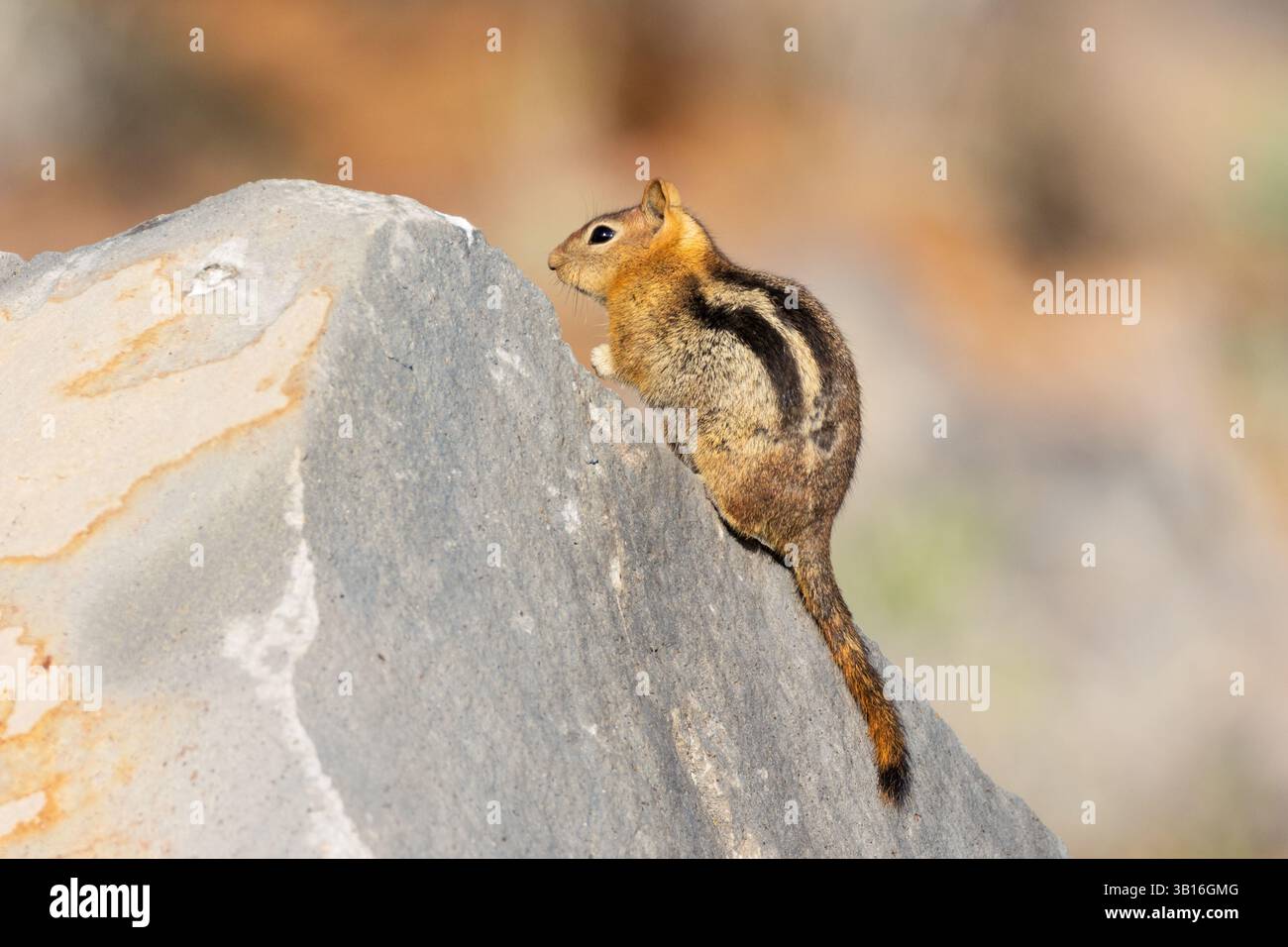 Scoiattolo terricolo con mantello dorato (Callospermophilus lateralis) arroccato sulla roccia nella contea di Lassen, California, in habitat naturale. Foto Stock