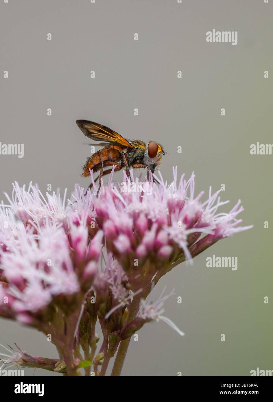 Mosca gialla sul fiore rosa di un sedum. Primo piano di insetti che raccolgono il nettare. Foto Stock