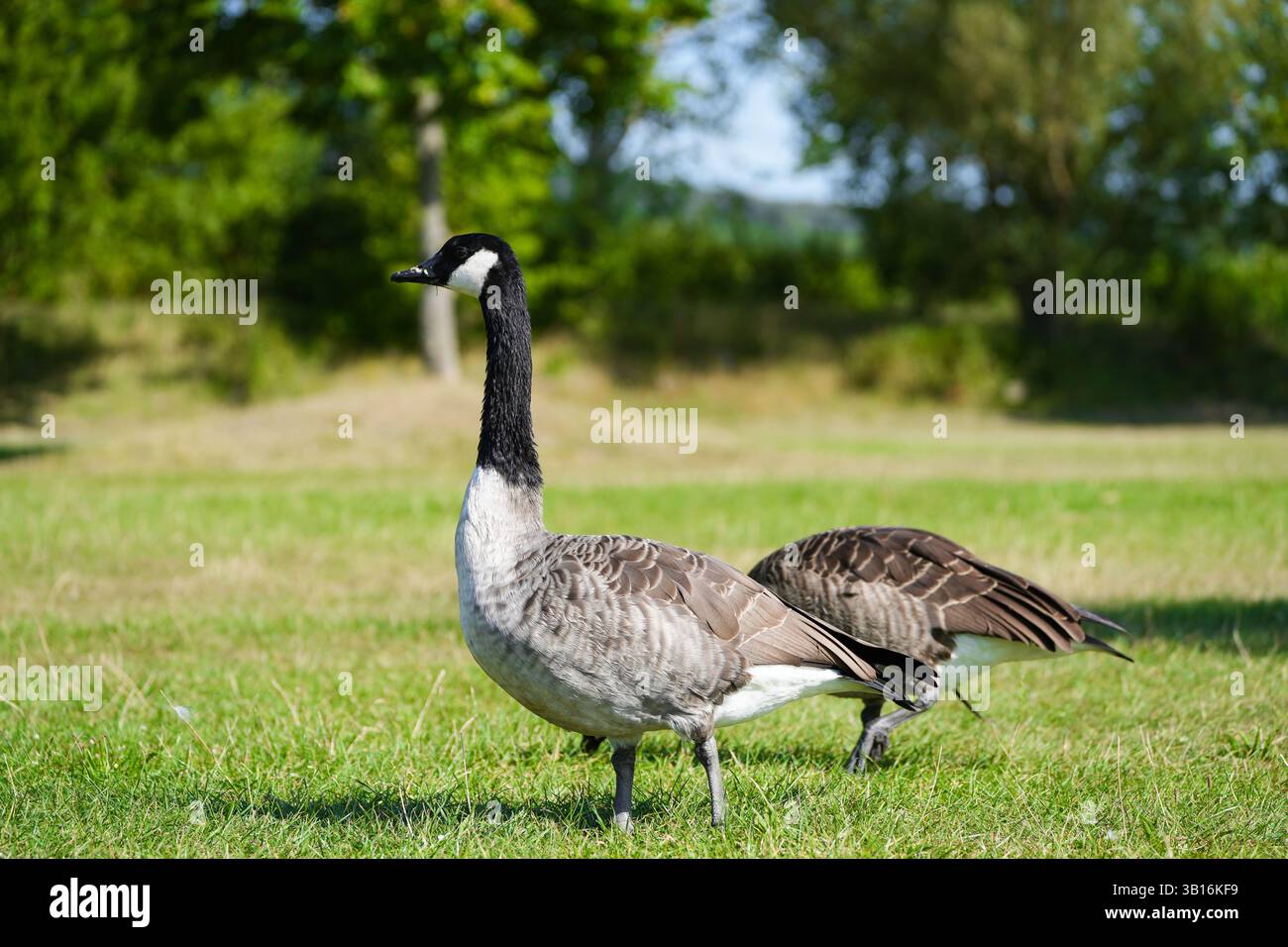 Ritratto di un'oca canadese in natura. Foto Stock