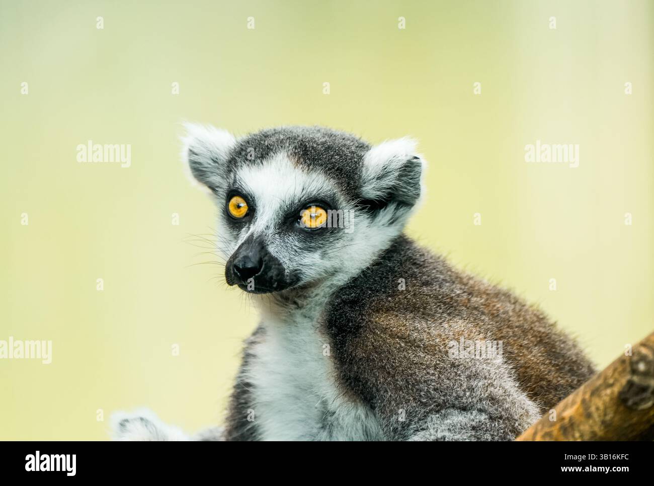 Ritratto di un lembo dalla coda ad anello. Animale in primo piano. Lemur Catta Foto Stock