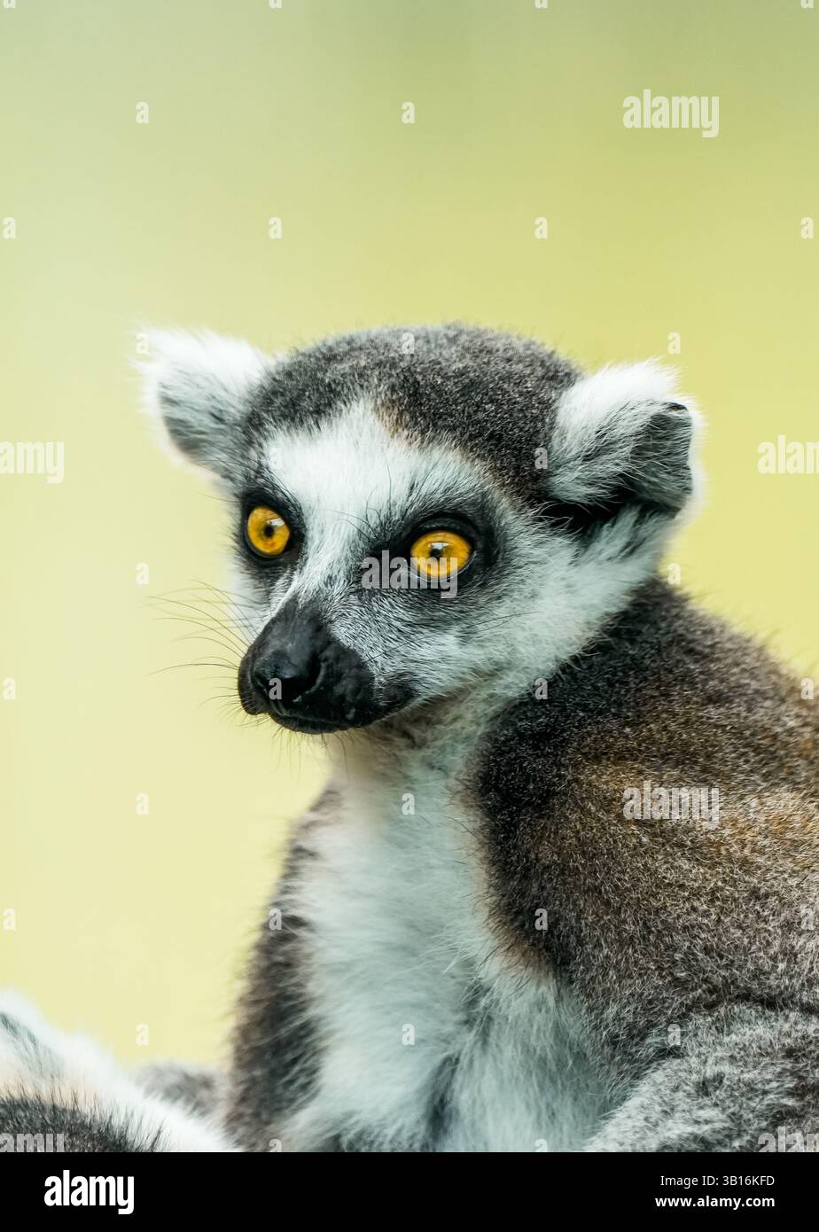 Ritratto di un lembo dalla coda ad anello. Animale in primo piano. Lemur Catta Foto Stock