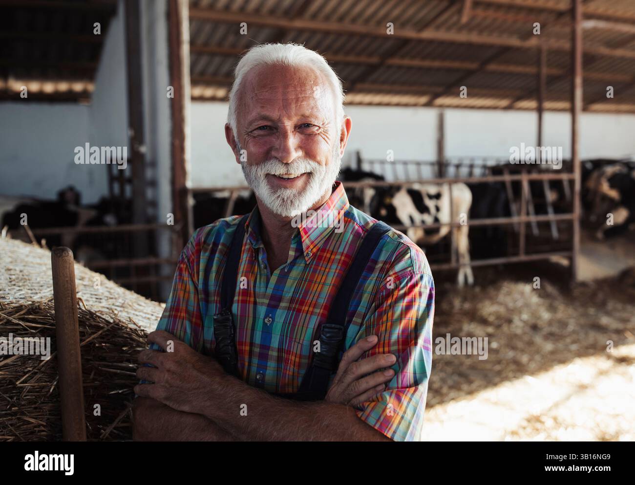 Ritratto di un uomo anziano con barba bianca che indossa una camicia colorata, in piedi con le braccia incrociate in un fienile. Le mucche sono viste sullo sfondo sotto l naturale Foto Stock