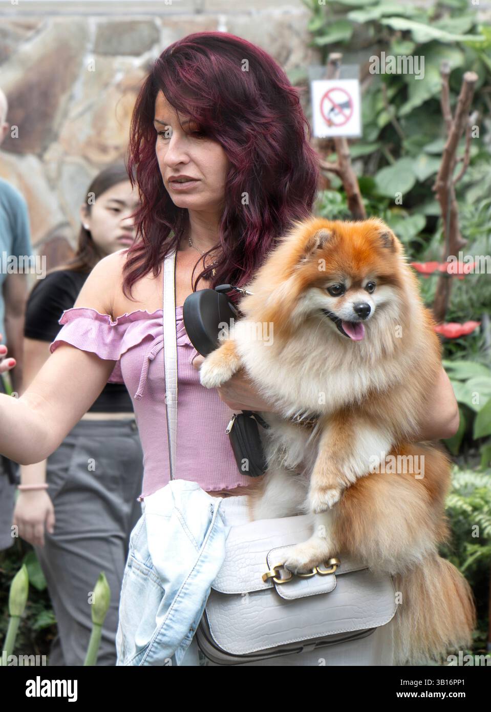 La donna si fa selfie con il cane della Pomerania che sbuca con la lingua Foto Stock