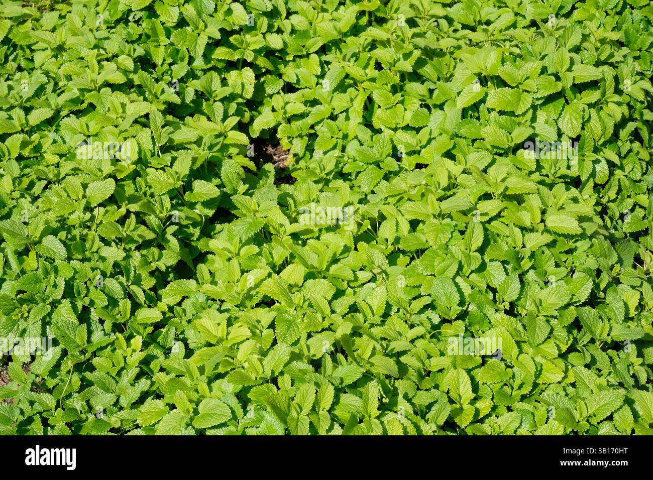 Immagine a tutto campo delle foglie di Balsamo al limone all'inizio della primavera Foto Stock