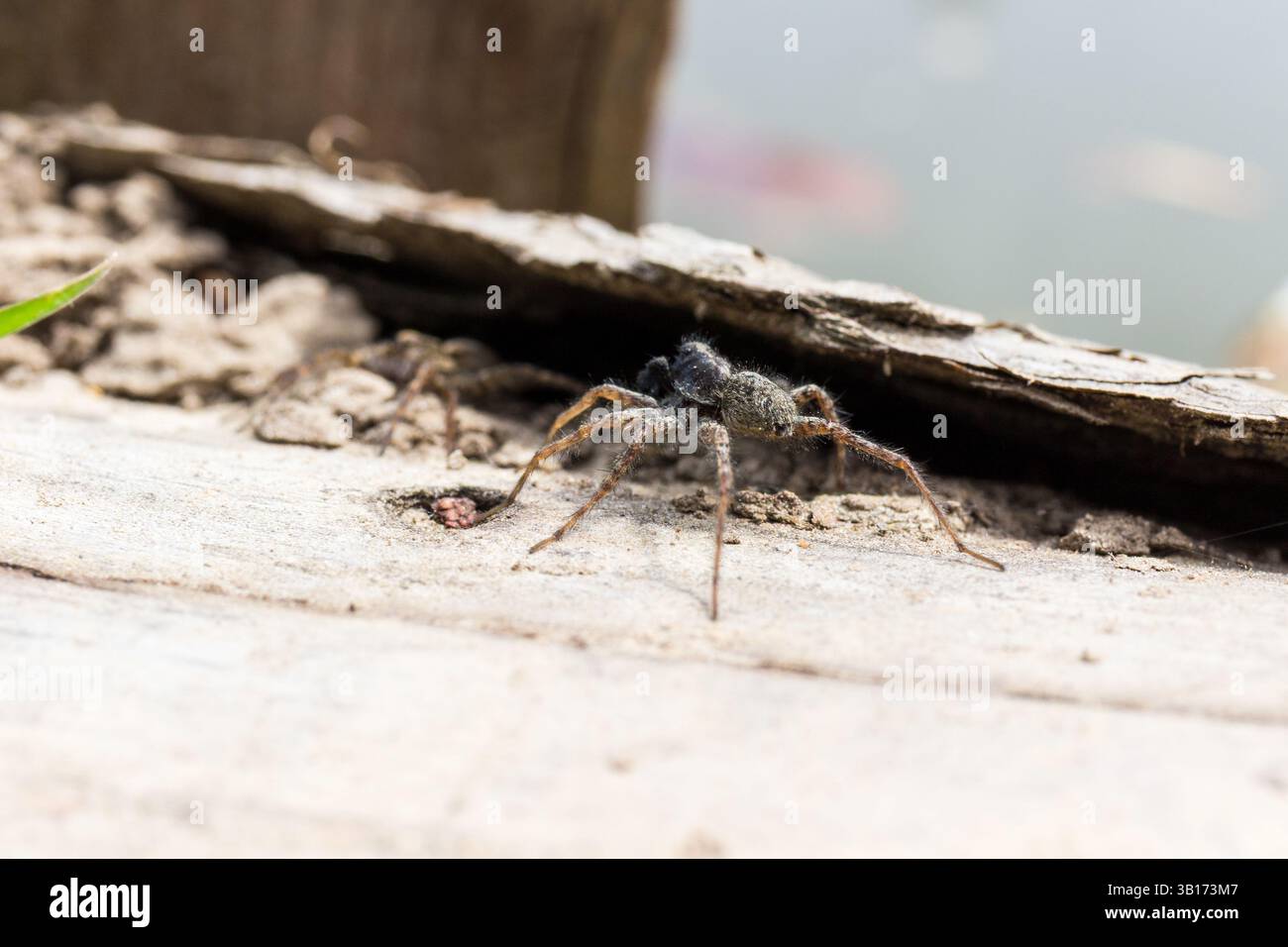 Common Forest Wolf Spider (Pardosa lugubris) maschio, Sopron Mountains, Sopron, Ungheria Foto Stock