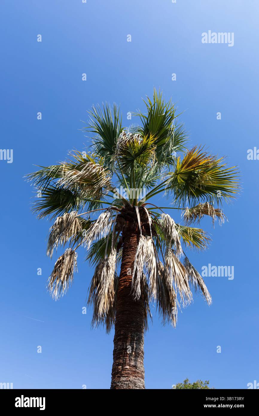 Palme, Sitges, Catalogna, Spagna. Foto Stock