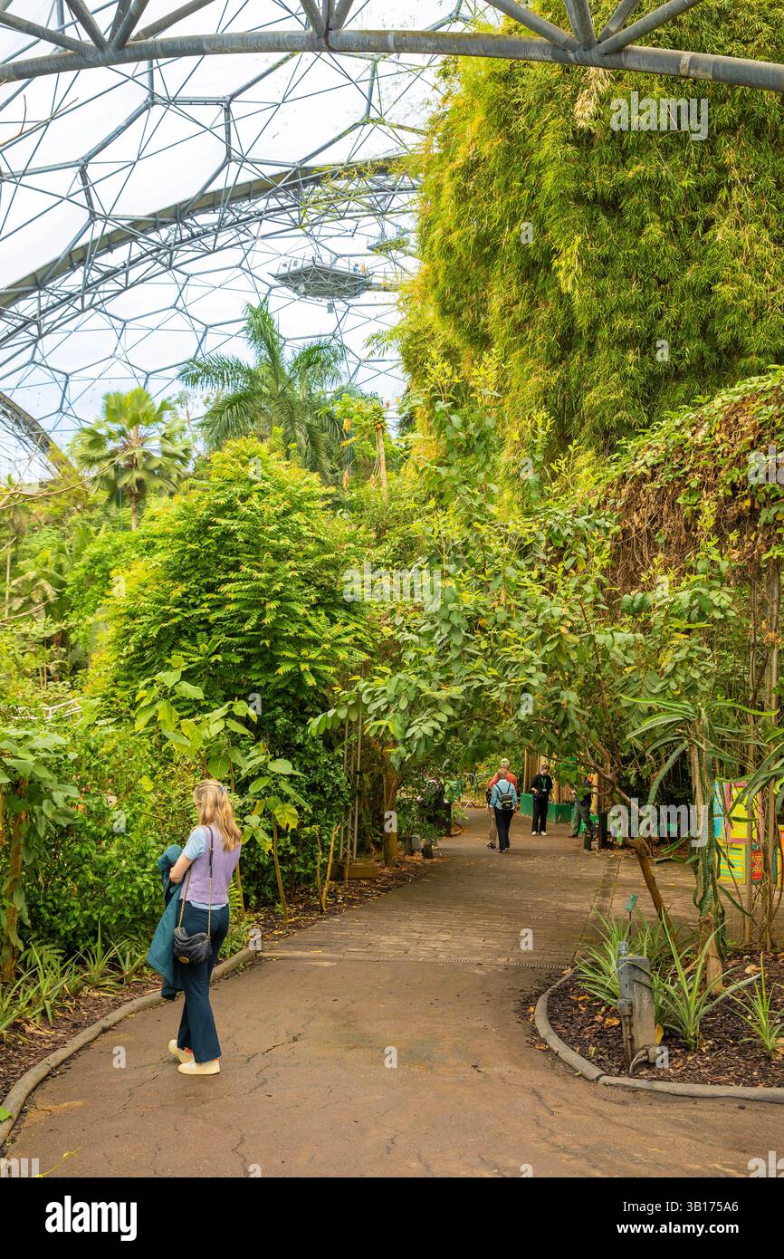 Foresta pluviale Biome Eden Project Cornwall Foto Stock